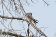 Falco eleonorae