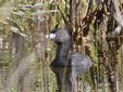 Podilymbus podiceps