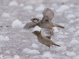 Passer hispanolensis