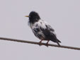Sturnus unicolor