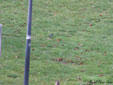 Motacilla alba yarrellii