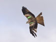Milvus milvus