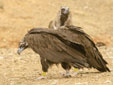 Aegypius monachus
