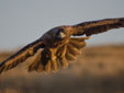 Aquila adalberti