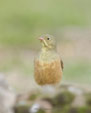 Emberiza hortulana