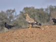 Aquila adalberti