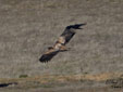 Haliaeetus albicilla