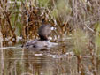 Podilymbus podiceps
