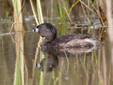 Podilymbus podiceps