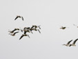 Anser brachyrhynchus