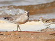 Calidris canutus
