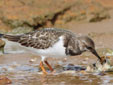 Arenaria interpres