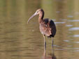 Plegadis falcinellus