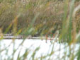 Calidris ferruginea