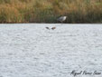 Limosa limosa