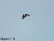 Pandion haliaetus