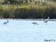 Platalea leucorodia