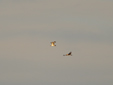 Pandion haliaetus
