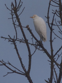 Bubulcus ibis