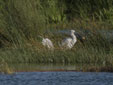 Platalea leucorodia