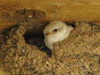 Delichon urbicum