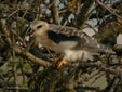 Elanus caeruleus