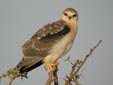 Elanus caeruleus
