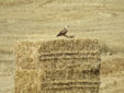 Buteo rufinus