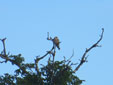 Falco vespertinus