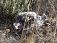 Elanus caeruleus