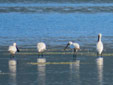 Platalea leucorodia