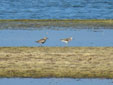 Pluvialis sqatarola