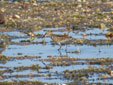 Calidris minuta