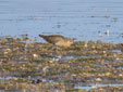 Calidris pugnax