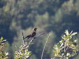 Turdus torquatus