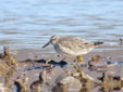 Calidris canutus