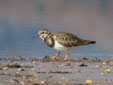 Arenaria interpres