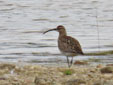 Numenius phaeopus