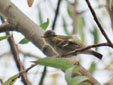 Phylloscopus inornatus
