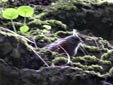 Prunella collaris