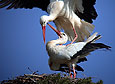 Ciconia ciconia