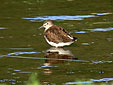 Tringa ochropus