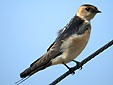 Hirundo daurica