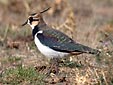 Vanellus vanellus