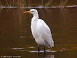 Egretta alba