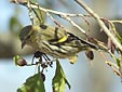 Carduelis spinus