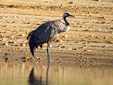Grus grus
