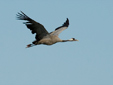 Grus grus
