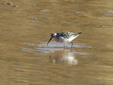 Calidris ferruginea