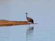 Grus grus